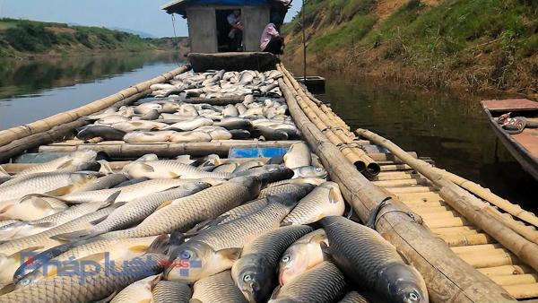 14 tấn c&aacute; lồng chết tr&ecirc;n s&ocirc;ng Bưởi chưa r&otilde; nguy&ecirc;n nh&acirc;n