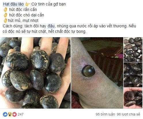 Hạt đậu lào được quảng cáo có thể chữa rắn cắn, chó dại cắn