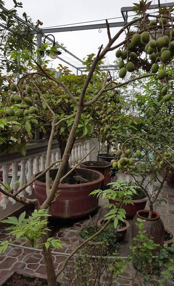 Nhiều loại cây ăn quả dù nhỏ những đã cho trái như ổi, khế, xoài, cóc. Cây cóc Thái sai trĩu quả.