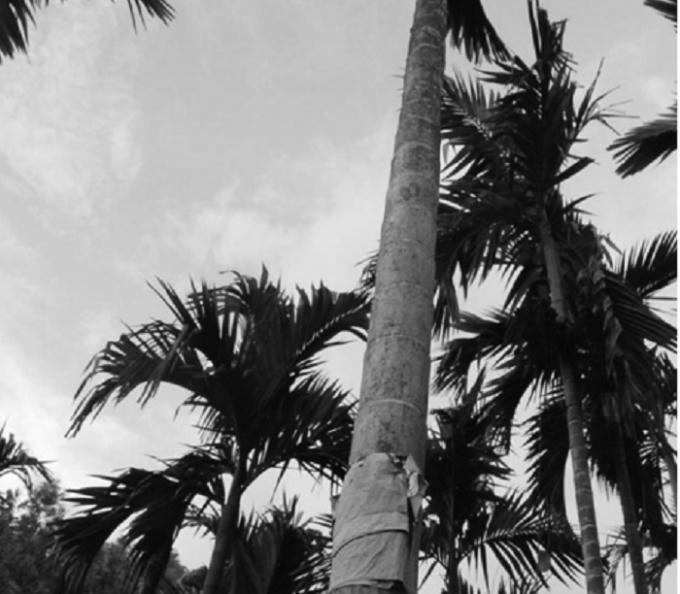 Người trồng cau dán “bùa” để chống “cau tặc”.