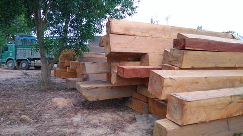 Gỗ do lâm tặc khai thác lậu bị lực lượng chức năng bắt và tịch thu.