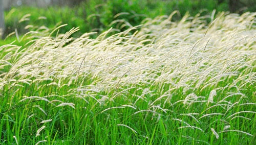 Lạc v&agrave;o c&aacute;nh đồng cỏ lau đẹp như tranh giữa S&agrave;i G&ograve;n