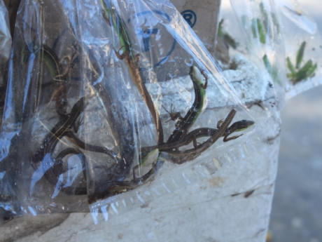 Những con điêu điêu được cho sẵn vào bịch ni-lông có giá 5.000 đồng.