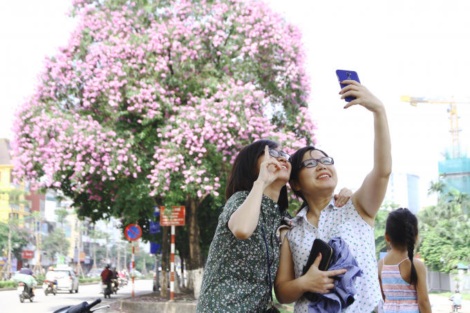 Hoa bằng lăng trong màu tím giản dị góp phần làm nên một phong cách tao nhã, duyên dáng của Thủ đô.