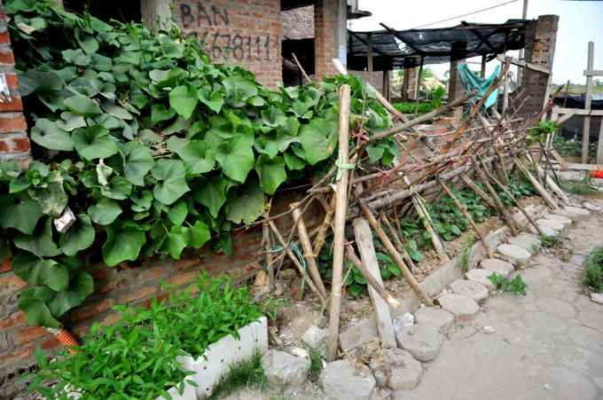 Rau bí mọc um tùm trên cửa sổ một căn biệt thự