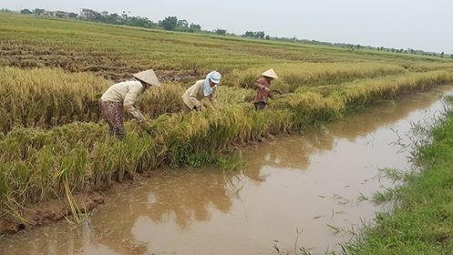 Hối hả thu hoạch lúa chạy bão.