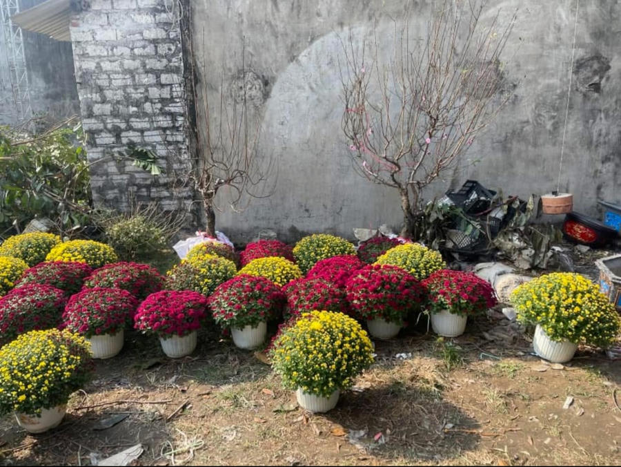 Những chậu hoa làm cho khi chợ Hải Hà thêm sắc thắm