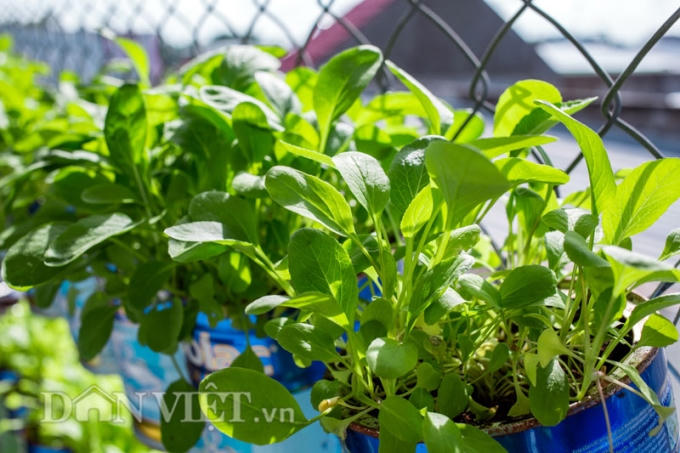 Tính tới thời điểm hiện tại ông bố trẻ 9x này đầu tư cho vườn rau với chi phí cực rẻ chỉ 100.000 tiền hạt giống, 2 bao sơ dừa 40.000, 12 thùng xốp 60.000 đồng.