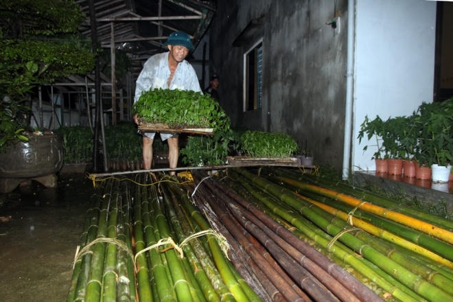 Người dân kết bè nứa, đưa các thùng cây giống lên; nếu nước lũ dâng cao, cây sẽ nổi theo bè.