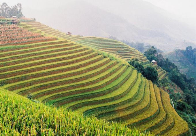 Địa hình núi đồi là những chiếc ruộng bậc thang với một màu vàng đặc trưng của lúa chín rất thu hút mọi người khi đi qua đây.