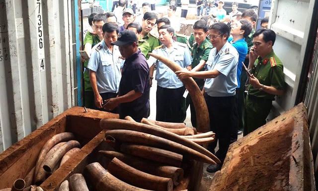 Lô ngà voi trị giá hàng trăm tỷ đồng được lực lượng chức năng phát hiện, thu giữ (Ảnh: Trung Kiên)