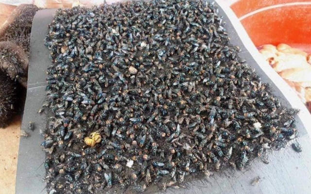 Kon Plông - Kon Tum: Người dân khổ sở vì “dịch ruồi” bùng phát