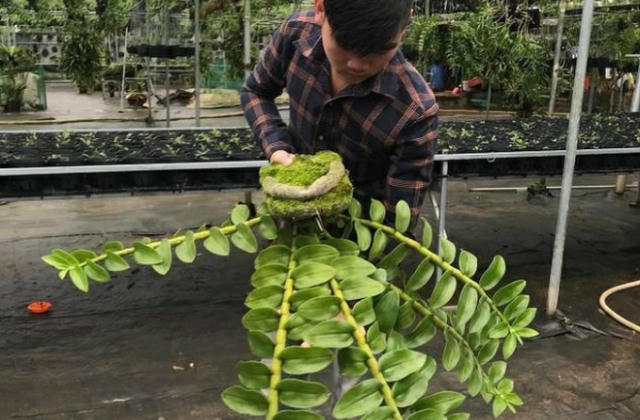 15 tuổi 'tảo hôn' với lan, 22 tuổi chàng trai có vườn lan hàng tỷ đồng