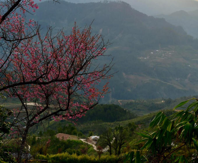 Giữa đại ngàn của núi rừng Tây Bắc, hoa Tớ Dày được cho là loài hoa báo hiệu mùa Xuân, nở tràn trên khắp các sườn núi vào dịp cuối tháng 12 Dương lịch.