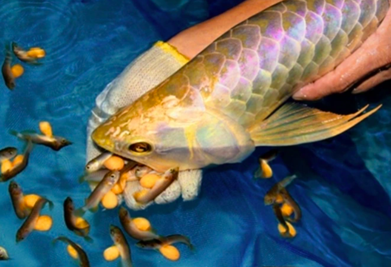 13 người nhập viện sau khi ăn trứng cá Rồng. Hình ảnh minh hoạ.