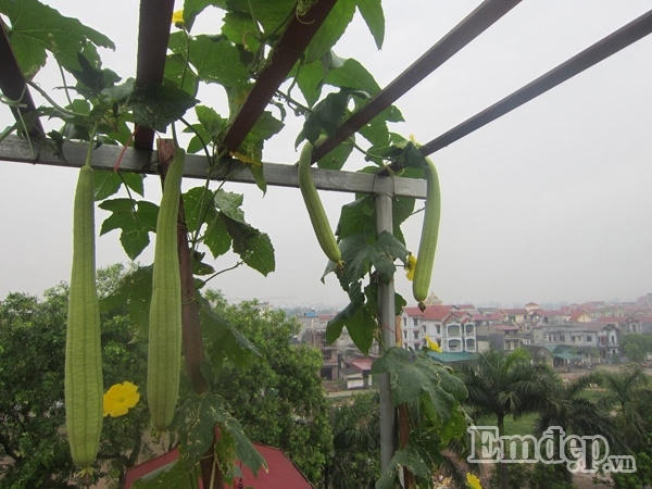 Ngỡ ngàng với vườn rau quả và bầy gà trên “nóc nhà” của bà mẹ Hà Nội