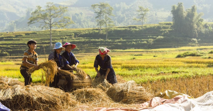 Cắt lúa xong người nông dân tuốt ngay trên ruộng để mang thóc về nhà.