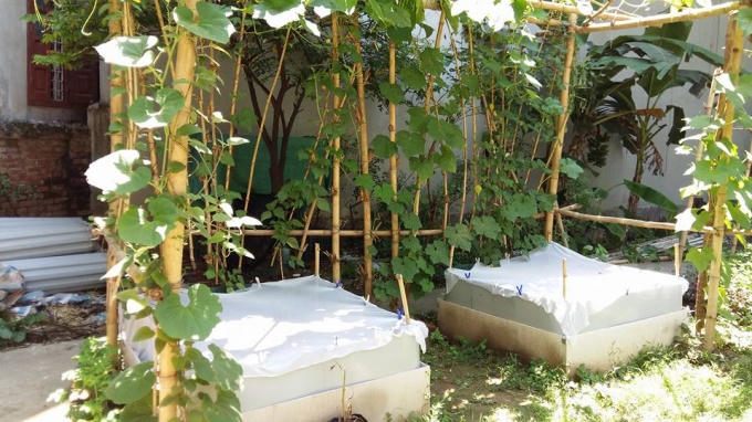 Chị Dung mắc màn để bảo vệ rau cải và xà lách khỏi bị các loại sâu tấn công.