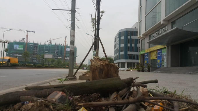 Cây chết được được đốn hạ. (Ảnh: Vietnamnet.vn).