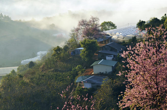 Hoa đào khoe sắc trong biển mây Đà Lạt.