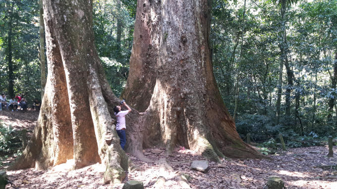 Đây là điểm đến không thể bỏ qua đối với môi du khách khi đến với Cúc Phương, để được tận mất chiêm ngưỡng cây chò ngàn năm tuổi có một không hai này.