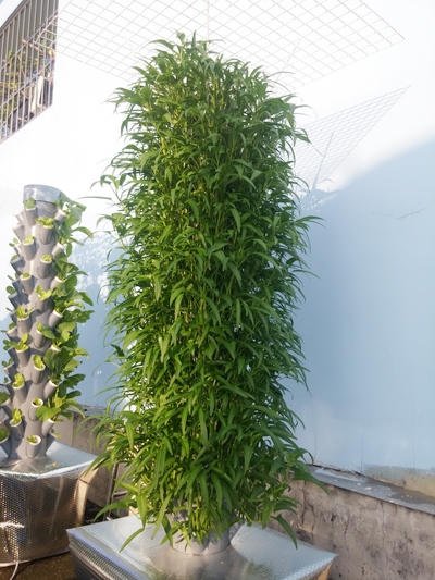 Với các loại rau phổ biến như cải, rau muống, mồng tơi, thời gian thu hoạch khoảng một tháng.