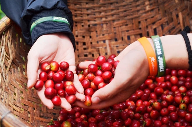 Nhiều cơ sở sản xuất cà phê, biến cà phê sạch thành cà phê bẩn vì lợi nhuận bất chấp sức khỏe người tiêu dùng.