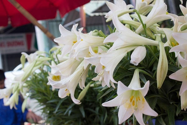 Loa kèn trắng không màu mè, không cầu kỳ, rực rỡ như những loài hoa khác nhưng nó lại mang một vẻ đẹp tinh khiết, kiêu sa của màu trắng tinh khôi, dịu nhẹ.