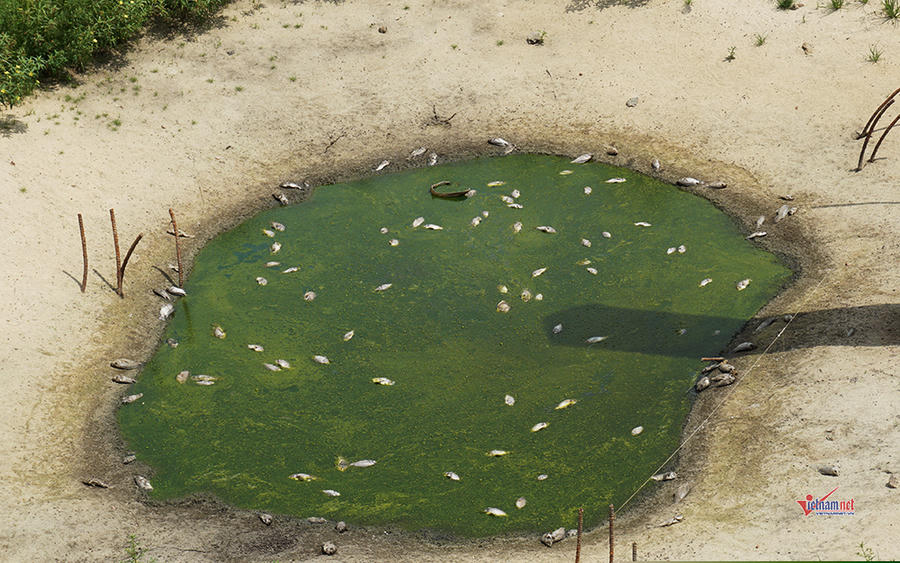 Ao tù nước đọng, cá chết bốc mùi hôi thối