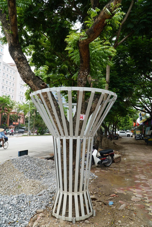  “Sau khi dịch chuyển, hàng sưa đỏ
