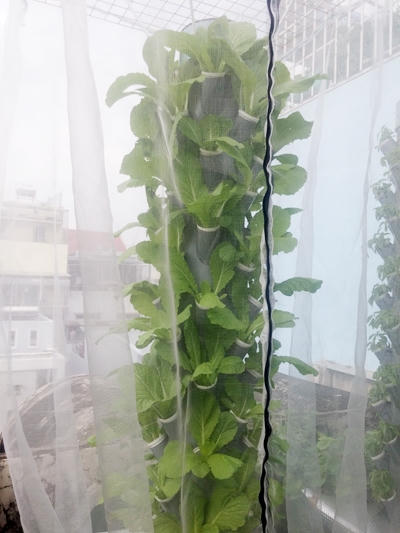 Để đối phó với các loại sâu bệnh, anh Sơn mắc màn bao phủ các trụ cây.