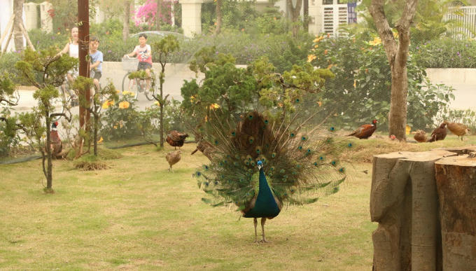 Trung bình mỗi ngày nghỉ lễ, FLC Sầm Sơn phục vụ trên 4.000 khách. 