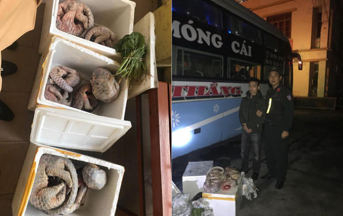 11 cá thể tê tê đã chết bị lực lượng chức năng thu giữ.