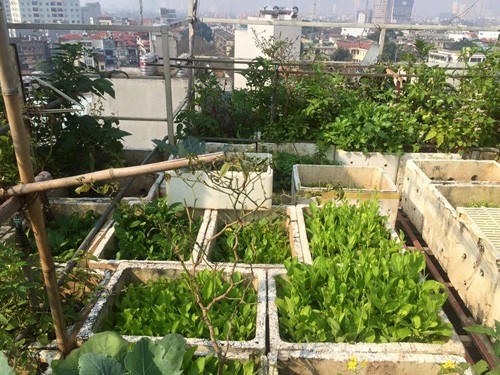 Khu vườn rộng 100m2 của gia đình chị Hải
