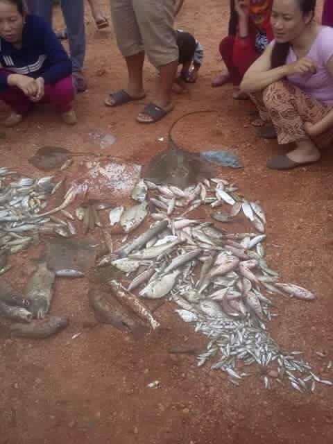 Trước hiện tượng cá chết chưa rõ nguyên nhân, người dân cần hạn chế sử dụng các loại cá này để chế biến thức ăn.
