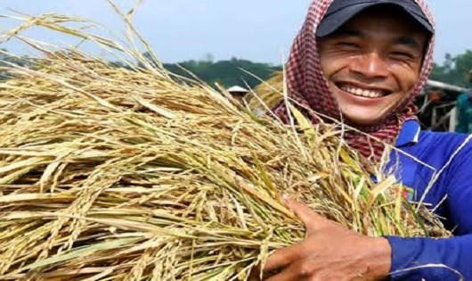 Tìm “đầu ra” ổn định cho nông sản sẽ giúp người nông dân nỗ lực hơn với đồng ruộng.