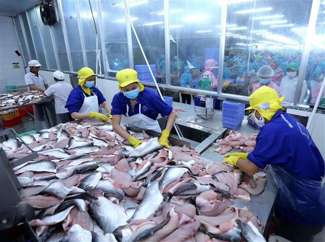 Chế biến cá tra xuất khẩu tại nhà máy của Tập đoàn Sao Mai An Giang (tỉnh An Giang)