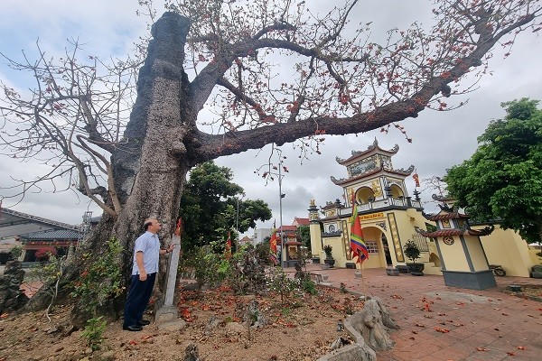 Cây gạo đại thụ đền Mõ có tuổi đời gần 750 năm (1284 – 2026) đang nở hoa khoe sắc.