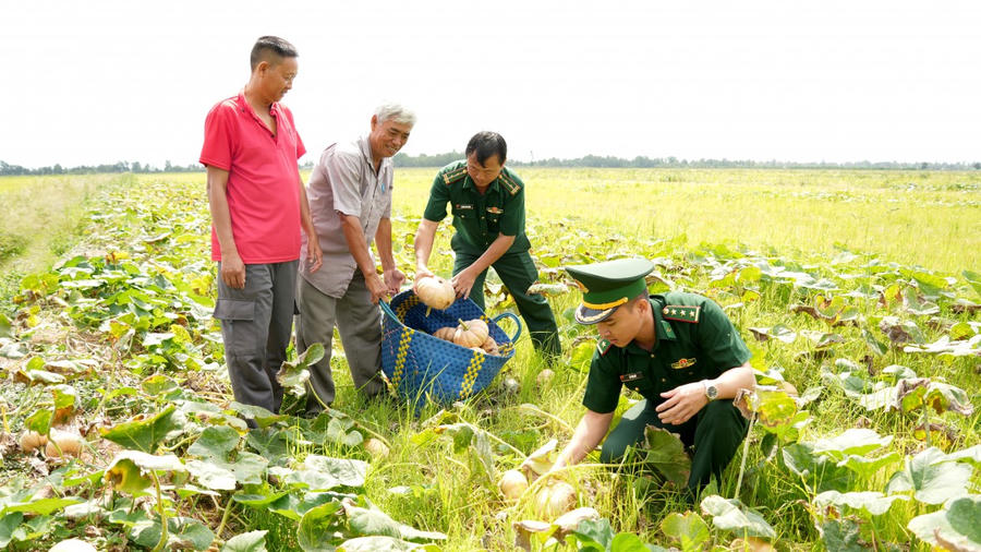 Cán bộ, chiến sĩ BĐBP Cà Mau hỗ trợ người dân xã Khánh Bình thu hoạch bí đỏ.