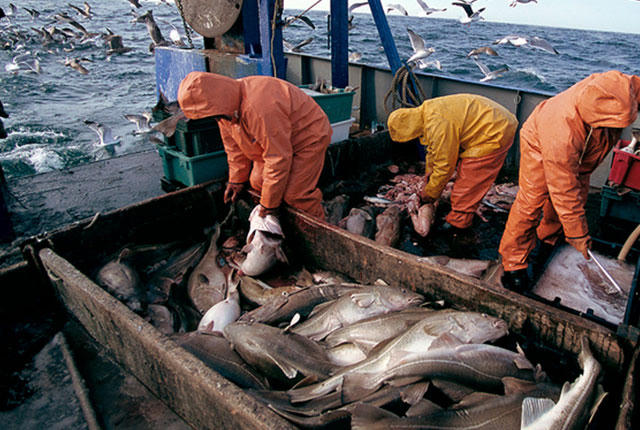 Giá nguyên liệu tăng ảnh hưởng đến ngành đánh bắt cá Châu Âu.