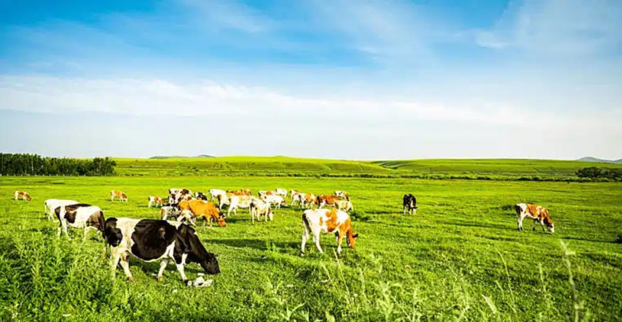 Chăn nuôi hiện là trụ cột của nông nghiệp Việt Nam với quy mô khoảng 33 tỷ USD, chiếm 27-28% GDP toàn ngành. Ảnh ÍT