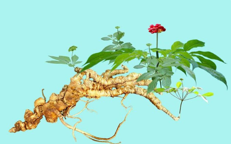 Việc đầu tư nguồn lực khoa học và công nghệ để kiểm định chất lượng, góp phần ngăn chặn tình trạng sâm giả và sâm không rõ nguồn gốc. Ảnh IT