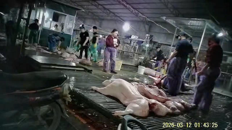 Khu vực tập kết lợn bệnh