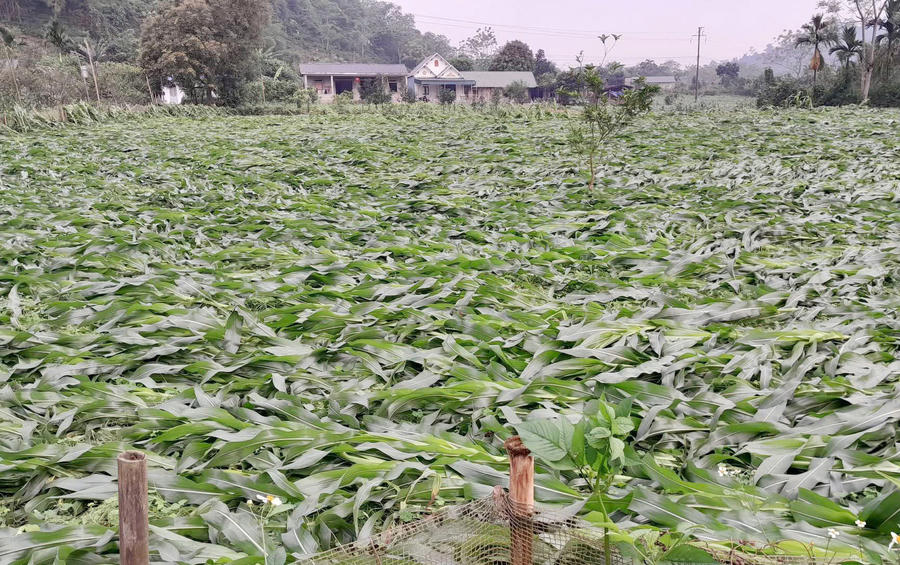 Mưa đá kèm theo giông lốc đã khiến nhiều diện tích hoa màu của bà con bị thiệt hại.