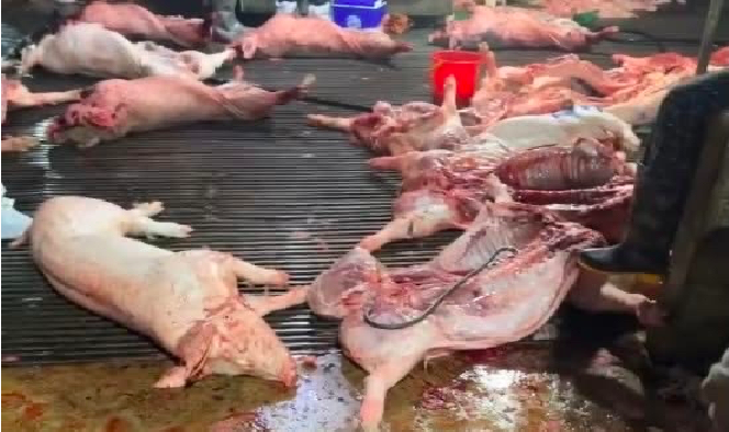 Lợn bệnh được thu gom từ Phú Thọ, Tuyên Quang vận chuyển về Hà Nội để giết mổ và đưa ra thị trường. Ảnh nguồn: Công an Hà Nội.