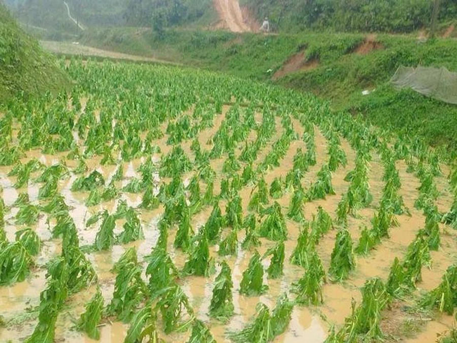 Mưa đá gây thiệt hại về hoa màu của bà con nhân dân. (Ảnh: SK&ĐS).