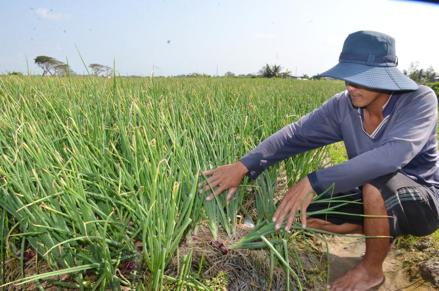 Nông dân phường Hiệp Thành tham gia HTX Lộc Tím, chuyển đổi cây trồng và áp dụng giống mới nhằm nâng cao hiệu quả kinh tế.