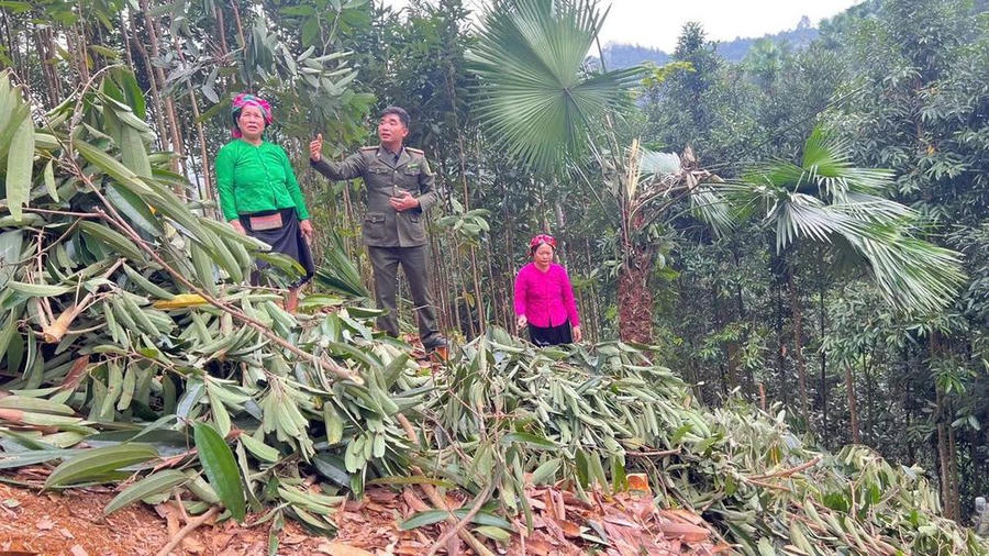 Cán bộ kiểm lâm hướng dẫn người dân thu gom cành lá trong quá trình khai thác, chăm sóc quế. (Ảnh: Kim Thoa)