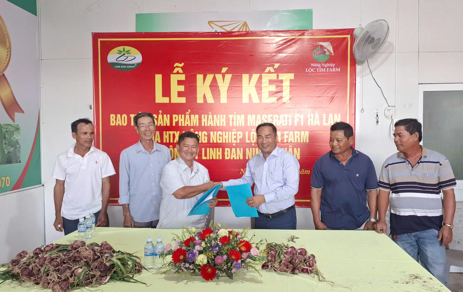 HTX Lộc Tím đã ký hợp đồng với Công ty TNHH Linh Đan Ninh Thuận cung cấp giống và bao tiêu hành tím Maserati F1 Hà Lan, hỗ trợ kỹ thuật và thu mua toàn bộ sản lượng đạt chuẩn.