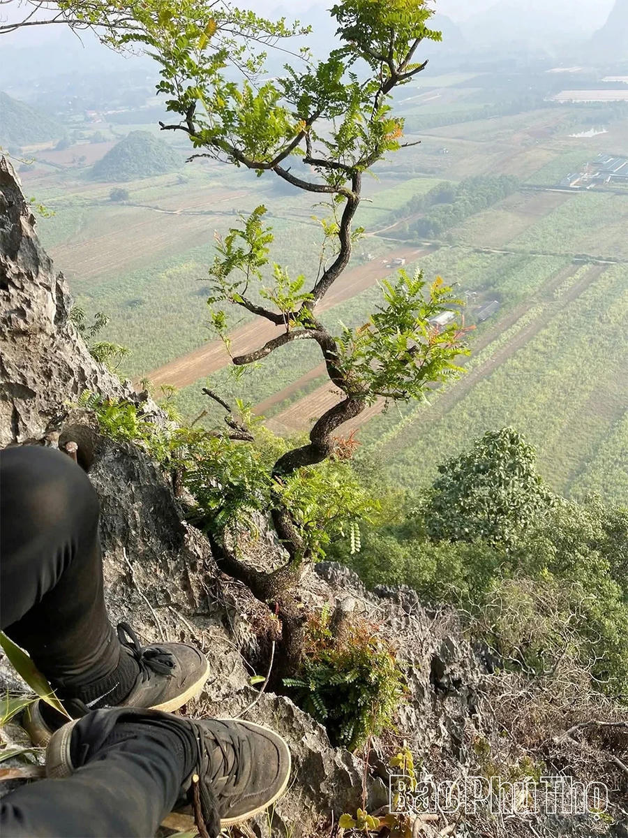 Cây muội hồng đang gây sốt cho giới chơi cây. (Ảnh: Báo Phú Thọ)